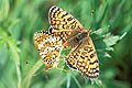 Butterfly mating