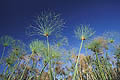 Papyrus in the permanent swamp of the Okavango