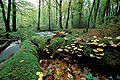 Paysage d'automne en fort domaniale de Carnot