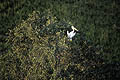 Great White Pelican on top of a tree at sunset