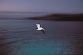 Brown Pelican. Flying at dusk at Santa Fe