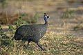 Helmeted Guineafowl