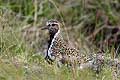 Pluvier dor. Oiseau nicheur en Islande.