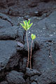 Young White Mangrove in Lava Field