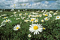 Leucanthemum vulgare in the wild