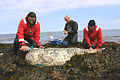 Opération de suivi scientifique de phoques gris