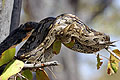 Python enroul sur un mopane.