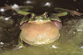 Common Tree Frog, calling by night in a small pond