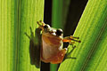 Common tree Frog