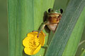 Common tree Frog