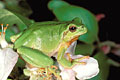 Rainette verte dans un pommier