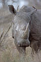 White Rhino close-up