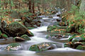 Wild Forest Stream