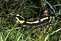 Fire Salamander. Releasing her larvae in shallow water