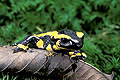 Fire Salamander in forest