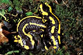 Fire Salamanders or Spotted Salamanders