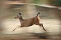 Biche de cerf Sambar en pleine course ...