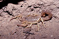 Scorpion, by night in the camp