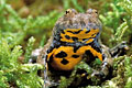 Yellow-bellied Toad