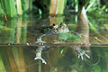 Yellow-bellied Toad