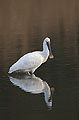 Spoonbill in a salty marsh behind the shoreline