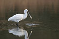 European Spoonbill, in a salty marsh behind the shore.