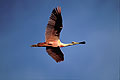 Roseate Spoonbill