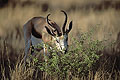 Springbok