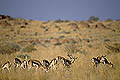 Springboks dans le Damaraland / Namibie