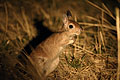 Springhare at night in Okavango Delta, Botswana