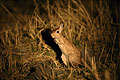 Springhare at night, Okvango Delta, Botswana