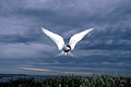 Arctic Tern