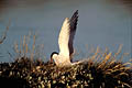 Common Tern. Nesting in the Gurande Salty Marsh