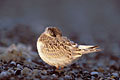 Common Tern. Young at Dusk on the Seashore