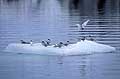 Arctic Terns on Iceberg