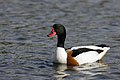 Shelduck. Male.