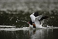 Shelduck. Female.