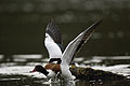 Shelduck. Female.