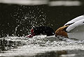 Shelduck. Male. Courtship Display