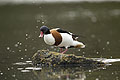 Shelduck. Female. High Tide