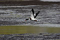 Shelduck. Male Flying