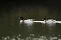 Shelducks. Male & Female.