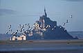 Shelducks Flying in the bay of Le Mont-Saint-Michel