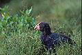 Takahe