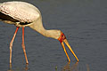 Yellow-Billed Stork Fishing in the Okavango Delta, Botswana