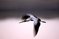 Yellow-Billed Stork Flying at dusk in Okavango Delta