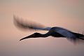 Yellow-Billed Stork, Flying at night