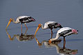 Painted Storks at work