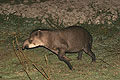 Tapir, surpris la nuit au bord d'une piste