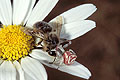 Spider catching its prey : a honeybee